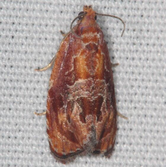 2752 Zomaria andromedana Bear Island Big Cypress Preserve Fl 2-28-21