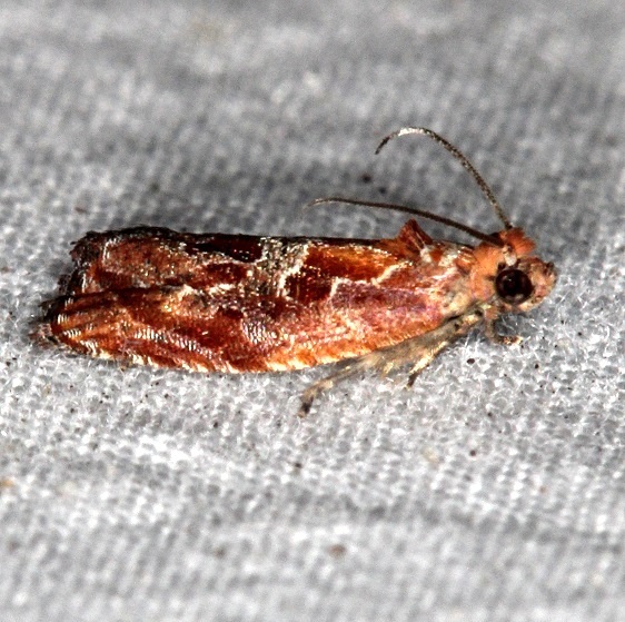 2752 Zomaria andromedana Jonathanthan Dickinson St Pk Fl 3-6-17
