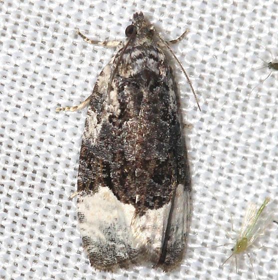 2755 Funereal Apotomis Moth Thunder Lake UP Mich 6-26-12