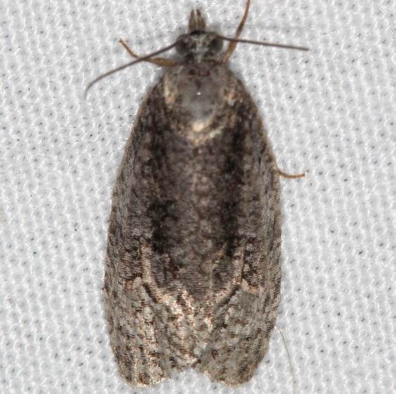 2765 Apotomis deceptana-BG-Whispering-Pines-Resort Thunder Lk Mich 8-25-21