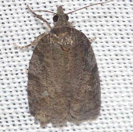 2765 Apotomis deceptana Schivley Fen Logan Co Oh 6-12-12