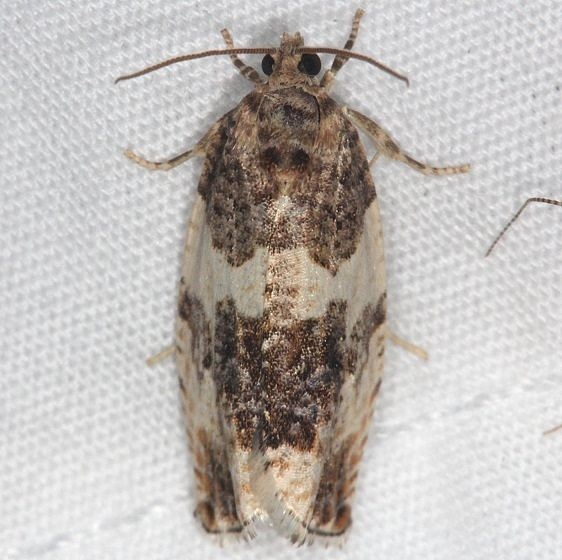 2769 Poplar Leafroller Moth Thunder Lake UP Mich 6-23-14