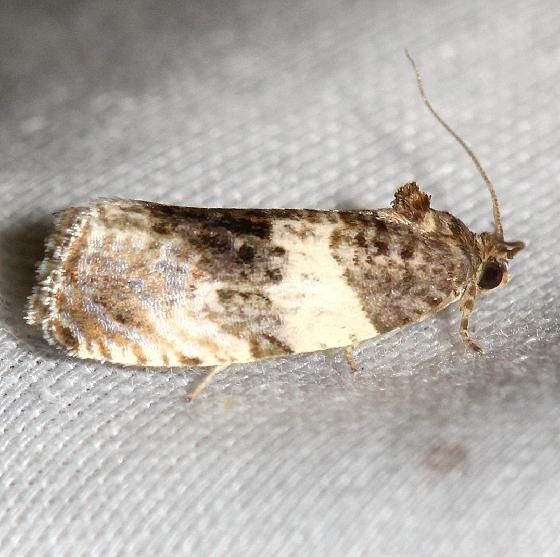 2769 Poplar Leafroller Moth Thunder Lake UP Mich 6-25-12