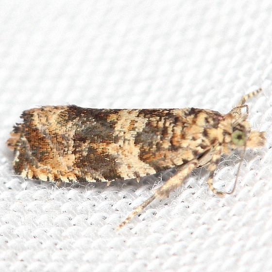 2770 Dusky Leafroller Moth yard 8-31-12