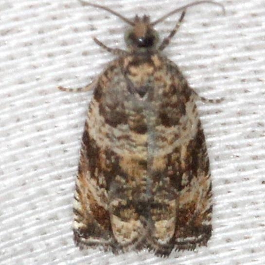 2770 Dusky Leafroller Moth yard 7-31-13