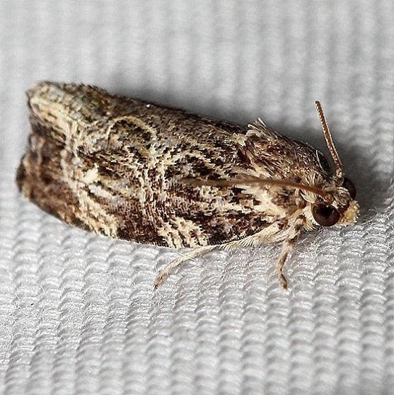 2771 Macrame' Moth Obed River shed Tenn 8-26-12