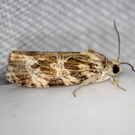 2771 Macrame Moth Shawnee St Pk Oh 6-15-13