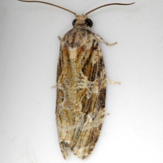 2771 Macrame Moth Shawnee St Pk Oh 6-15-13