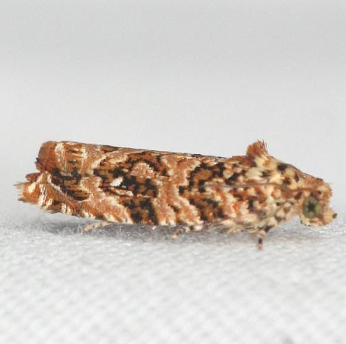 2772 Labyrinth Moth Leslie Angel's house Tenn 8-24-12