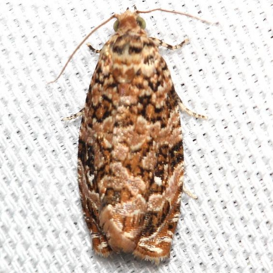 2772 Labyrinth Moth Leslie Angel's house Tenn 8-24-12