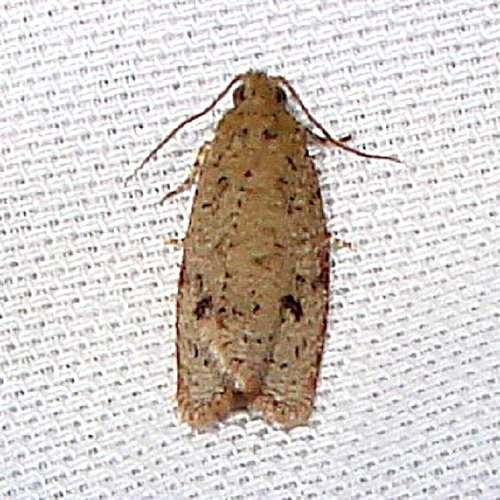2773 Phaecasiophora inspersa Juniper Springs Ocala Natl 3-14-12 (92)_opt