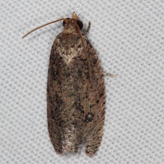 2773 Phaecasiophora inspersa Oscar Scherer St Pk Fl 2-28-17_opt