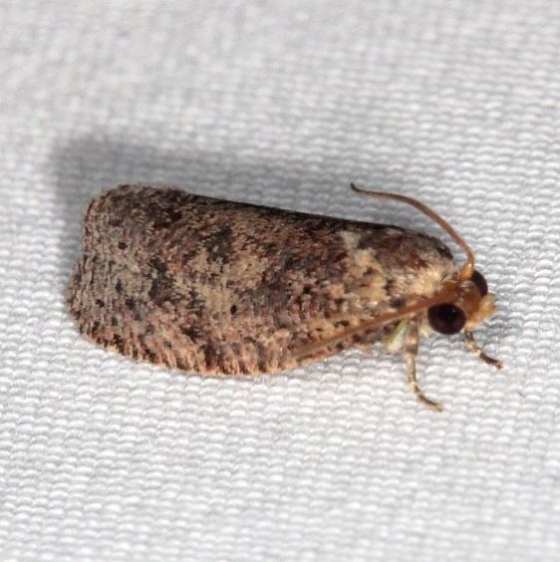 2773 Phaecasiophora inspersa Oscar Scherer St Pk Fla 2-28-17_opt