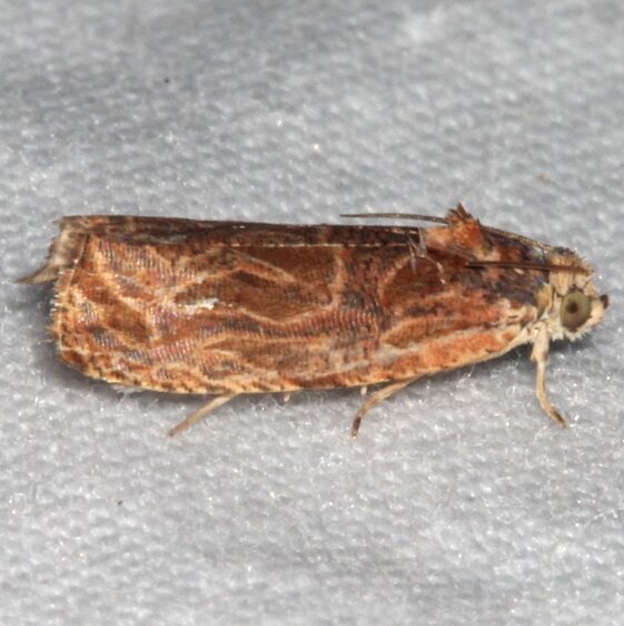 2775-Olethreutes-nitidana-BG-Mothapalooza-Arc-of-Appalachia-7-16-21