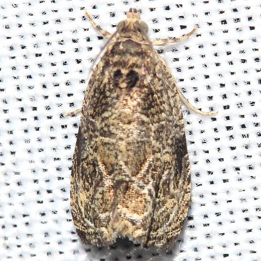 2776 Woolly-backed Moth yard 5-26-12