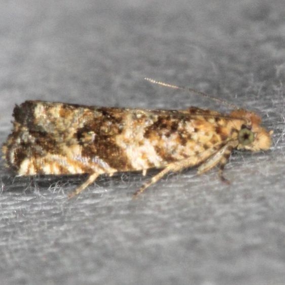 2778 Olivaceous Olethreutes Moth yard 7-21-13