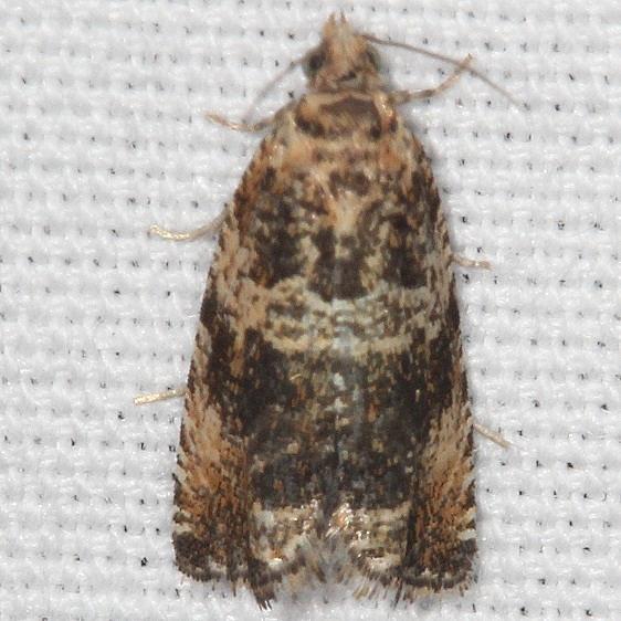 2785 Olethreutes atrodentana yard 9-15-19