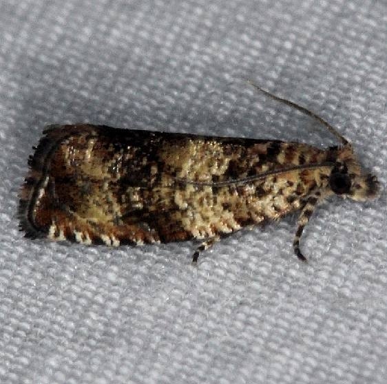 2785 Olethreutes atrodentana Burr Oak St Pk at lodge Oh 6-28-14