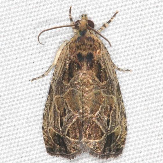 2795 Basswood Olethreutes Moth Cabin 14 Shawnee St Pk 7-1-20