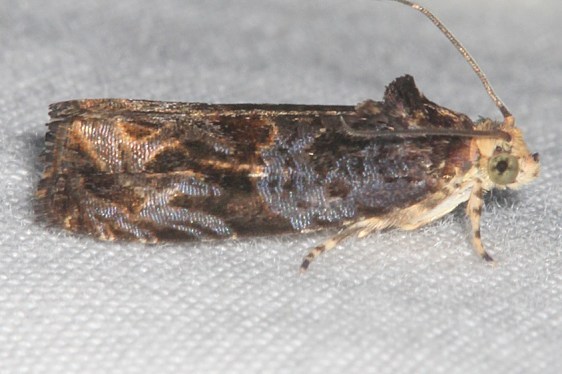 2795-Basswood-Olethreutes-Moth-Cabin-14-Shawnee-St-Pk-7-1-20-36_opt