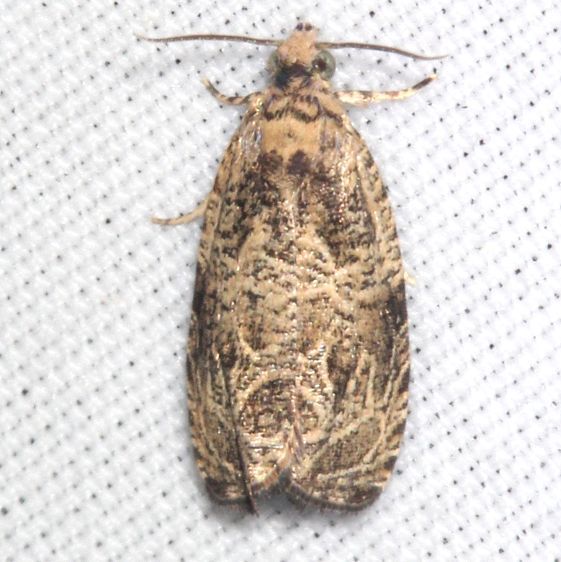 2799.1 BG Mysterious Olethreutes Bears Den Cabin near-Cumberland-Falls-Ky-5-27-25-15