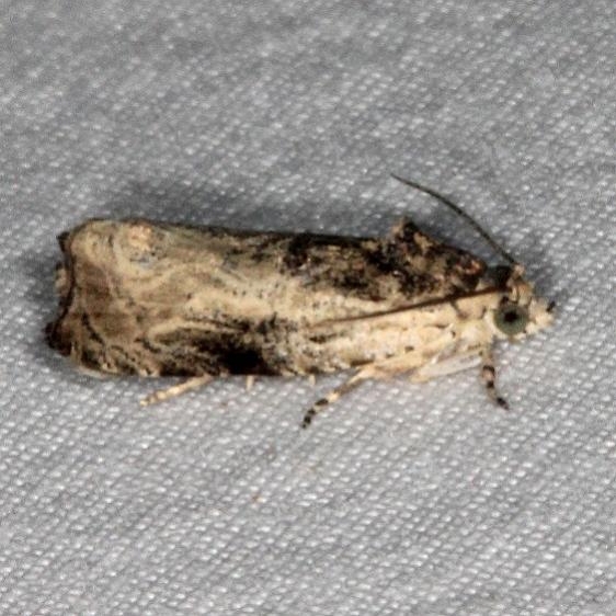 2799.1 Mysterious Olethreutes Moth yard 7-14-15