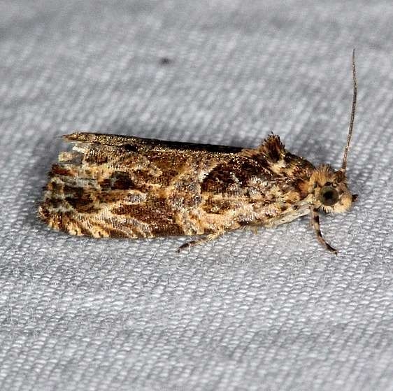 2800 Variable Nigranum Moth yard 7-5-14