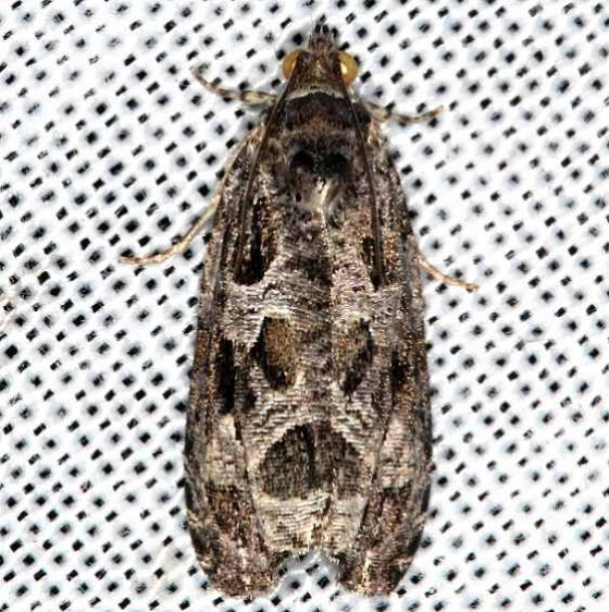 2801 Olethreutes vibernanum tentative Lake of the Woods Ontario 7-25-16 (26)_opt (1)