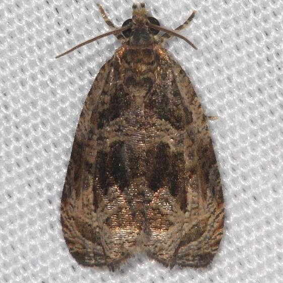 2810 Olethreutes sericoranum Cedar Bog Ohio 7-13-18 (30)_opt