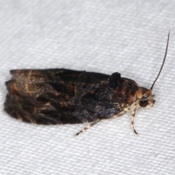 2811 Olethreutes melanomesum Burr Oak St Pk at cabins Oh 6-27-14