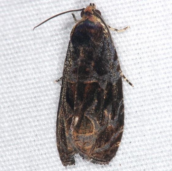 2811 Olethreutes melanomesum Burr Oak St Pk at cabins Oh 6-27-14