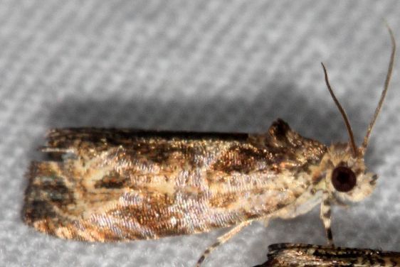 2813-or-2815-BG-Olethreutes-baccatanum-or-brevirostratum-Bears-Den-Cabin-near-Cumberland-Falls-Ky-5-27-25-23