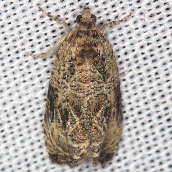 2817 Raspberry Leafroller Moth yard 6-8-13