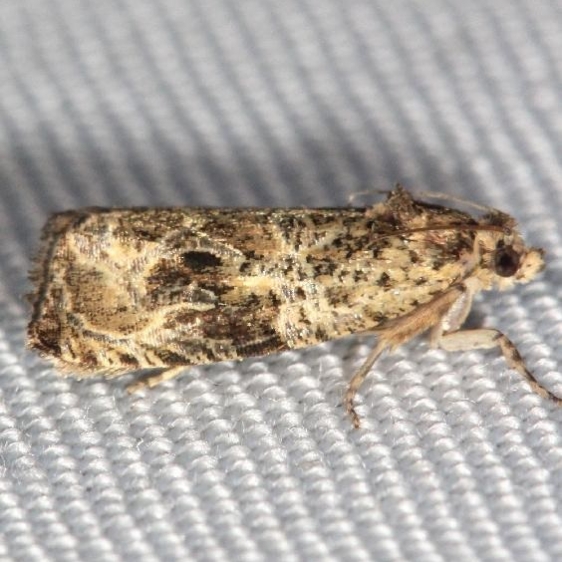 2817 Raspberry Leafroller Moth yard 6-8-13