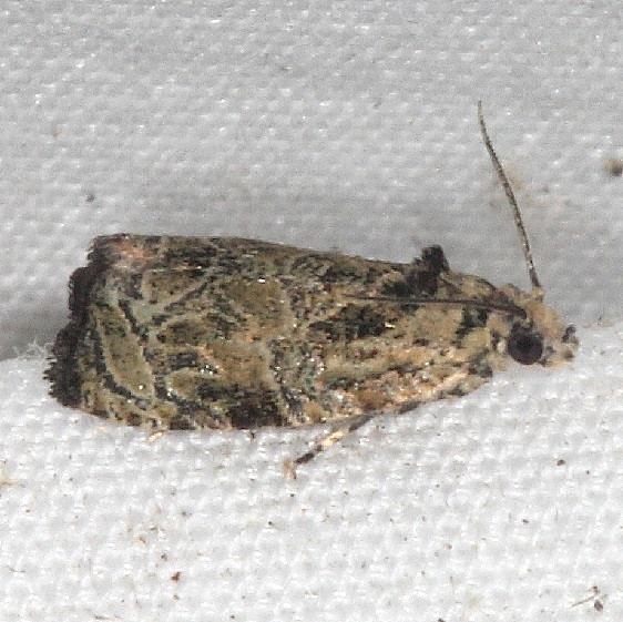 2817 Raspberry Leafroller Moth yard 7-22-18 (2)_opt