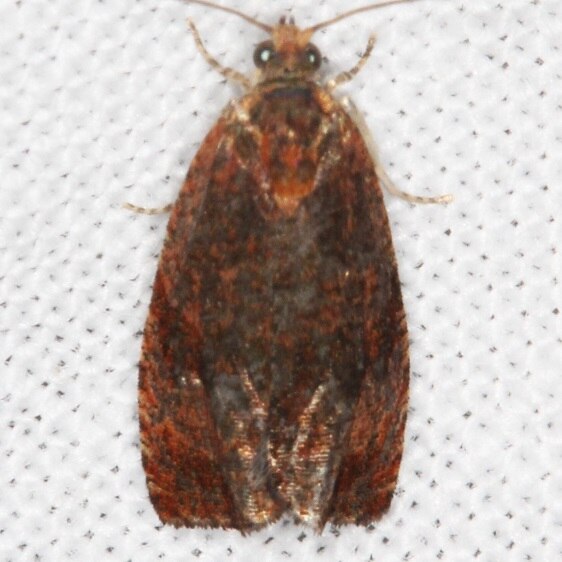 2818 Olethreutes submissanum BG-GooseBay-Camp-Lac Seaul Canada 8-4-22