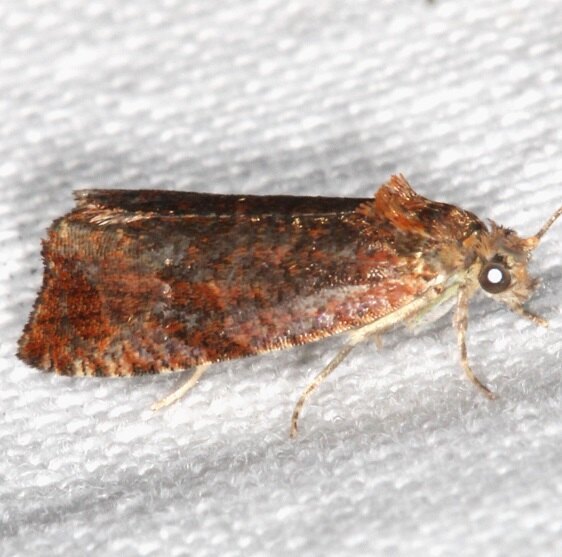 2818 Olethreutes submissanum BG-GooseBay-Camp-Lac Seaul Canada 8-4-22