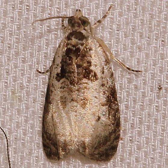 2820 Malana Leafroller Moth yard 6-11-12