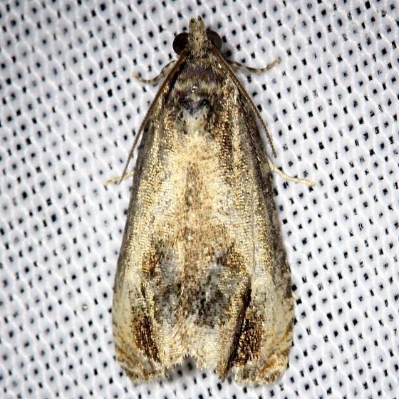 2821 Serviceberry Leafroller Moth Shawnee St Pk Oh 6-15-13