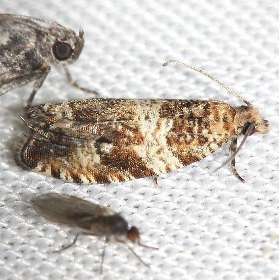 2821 Serviceberry Leafroller Moth Thunder Lake UP Mich 6-26-12