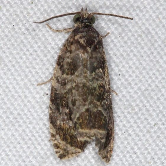 2821 Serviceberry Leafroller Moth yard 6-5-15