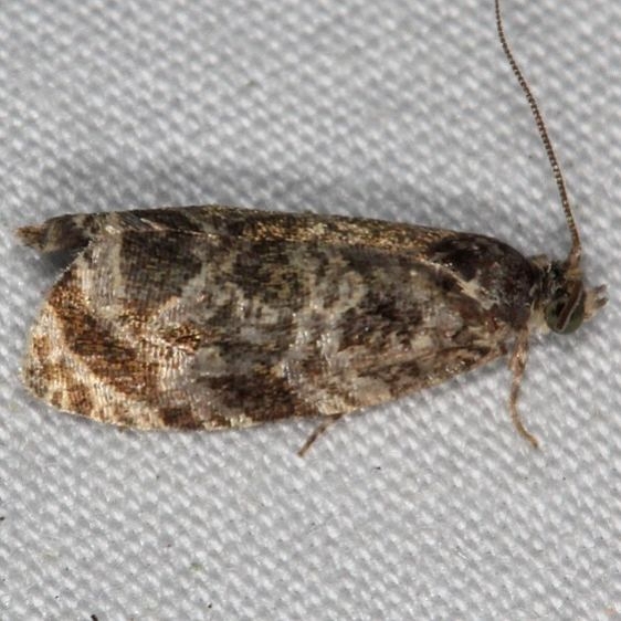 2821 Serviceberry Leafroller Moth yard 6-5-15