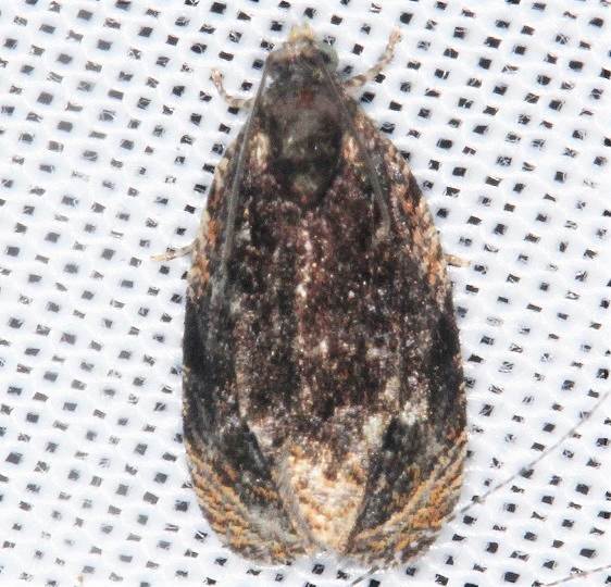 2822 Olethruetine concinnana-BG-Lake-of-the-Woods Ontario BG 7-26-16
