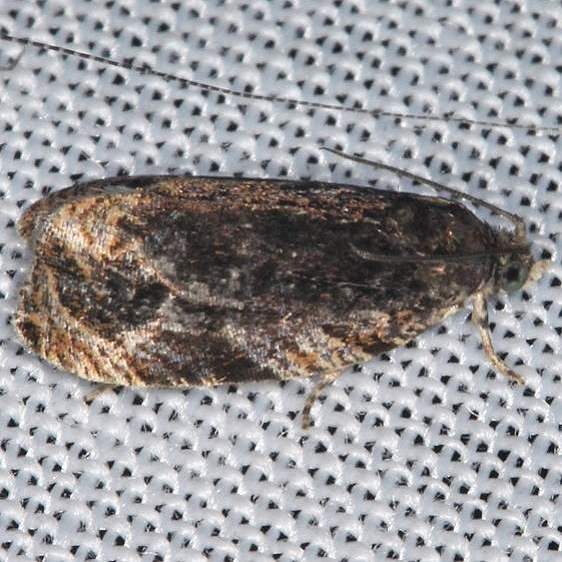 2822-Olethruetine-concinnana-BG-Lake-of-the-Woods-Ontario-BG-7-26-16-3_opt