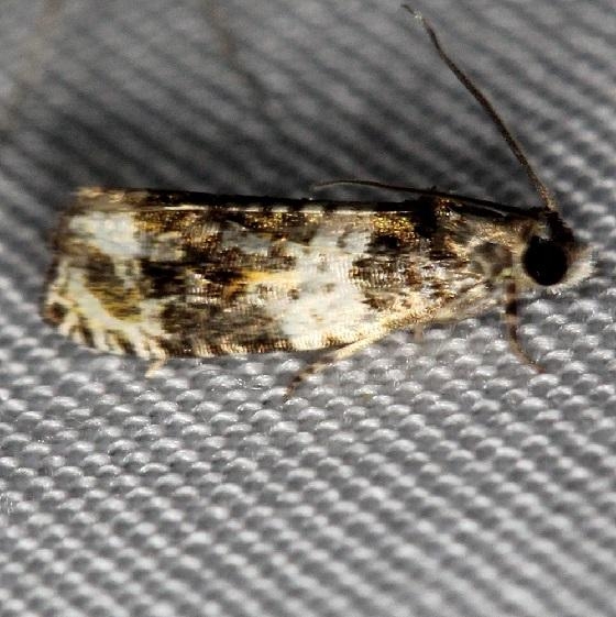 2823 Olethreutes fasciatana Shawnee St Pk Oh 6-15-13