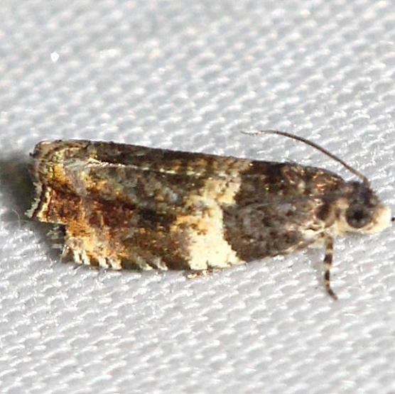 2823 Olethreutes fasciatana Thunder Lake 6-23-12