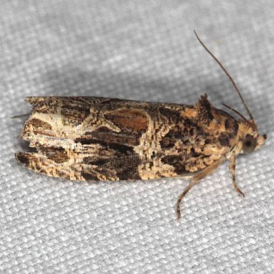2826 Lacuna Moth Shawnee St Pk cabin 10  8-21-19
