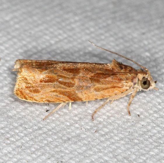 2826 Lacuna Moth yard 7-25-19