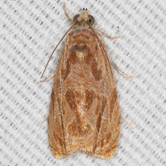 2826-Lacuna-Moth-yard-7-25-19-7_opt