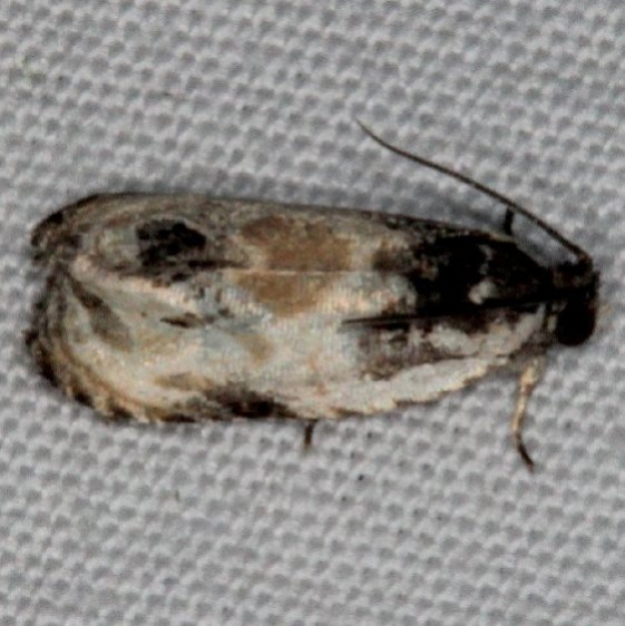 2828 Putty-patched Moth Copperhead Firetower Shawnee St Forest 6-13-15
